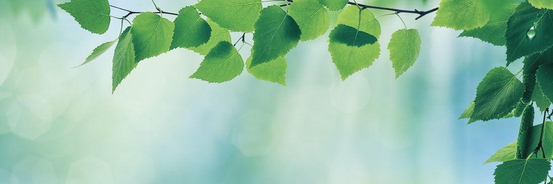 Leaf 🍃 Protocol banner