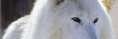 VVovchen's profile banner image