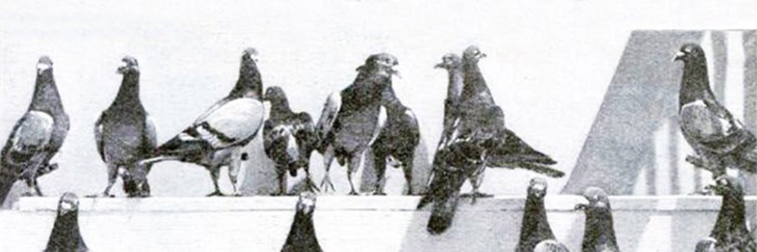 MilitaryPigeons's profile banner image