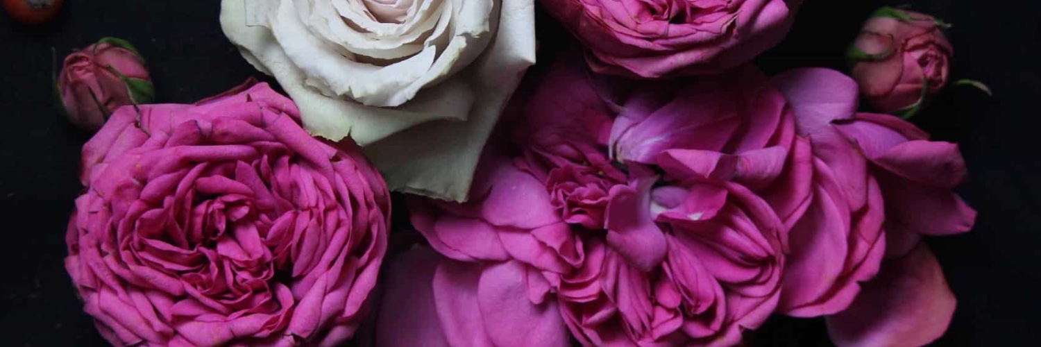 editorlisa's profile banner image