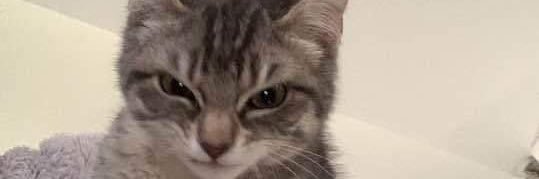 𝔓𝔲𝔡𝔡𝔦𝔫𝔤༗ banner