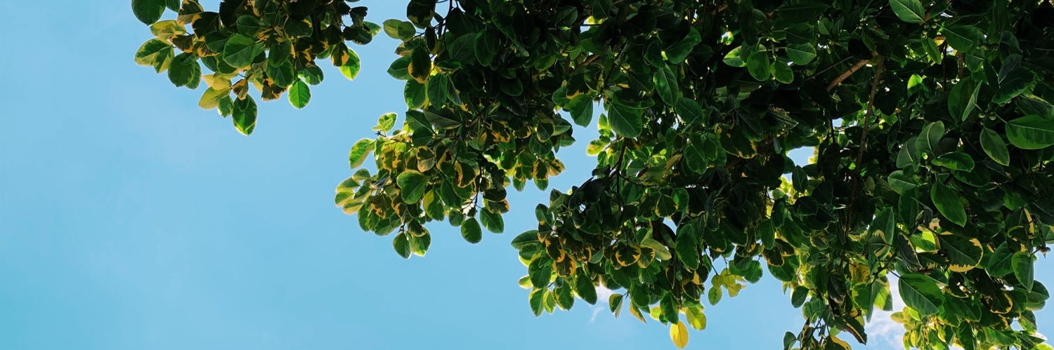 palmpiya8's profile banner image