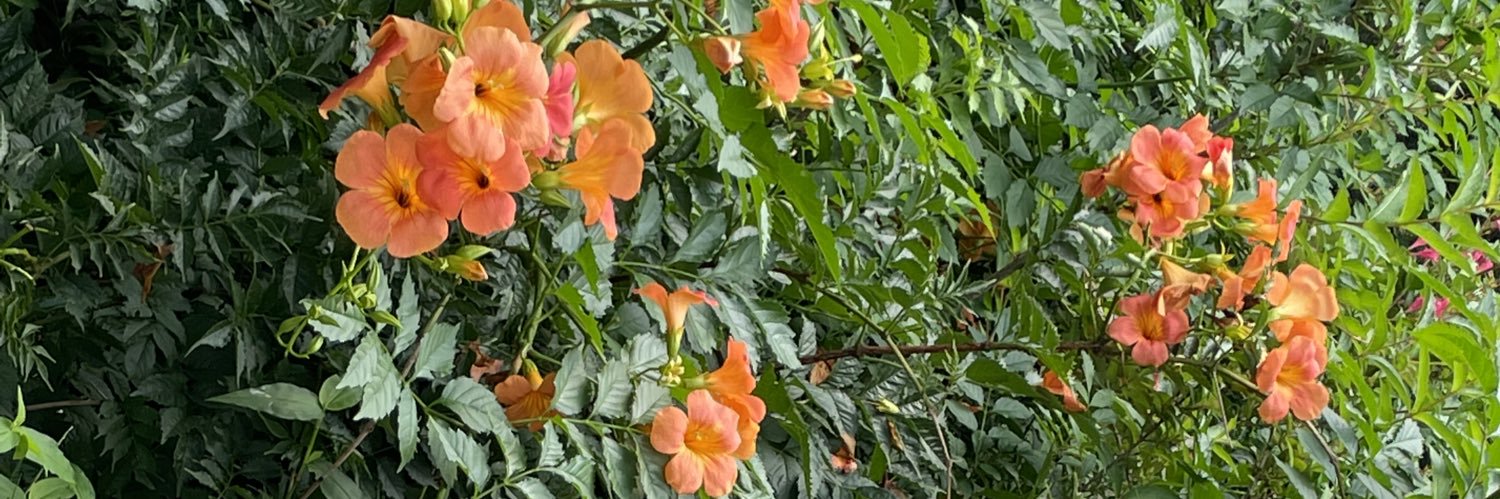 ____leaf__green's profile banner image