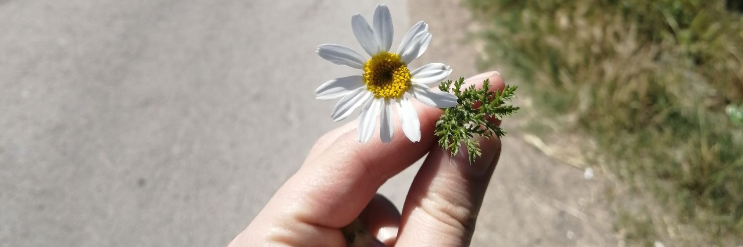 Monarcinka's profile banner image