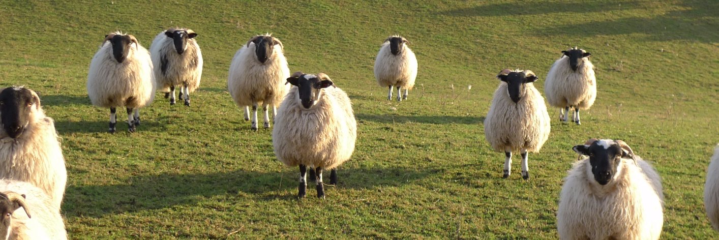 Anne Marie Cunningham banner