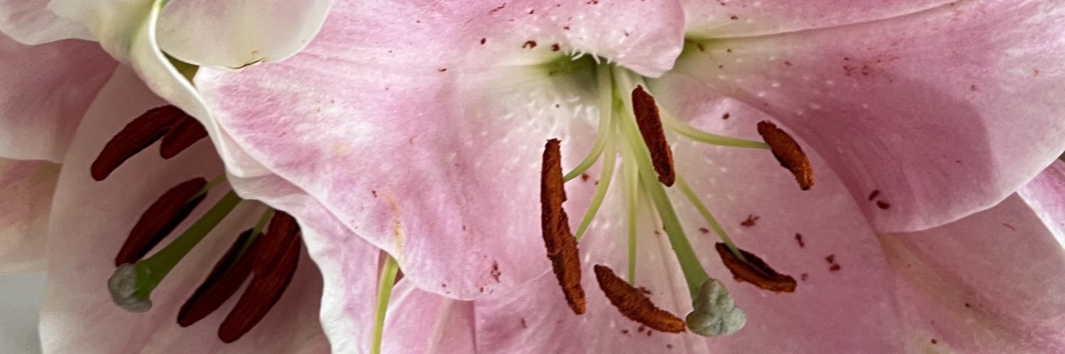 zambaksever's profile banner image