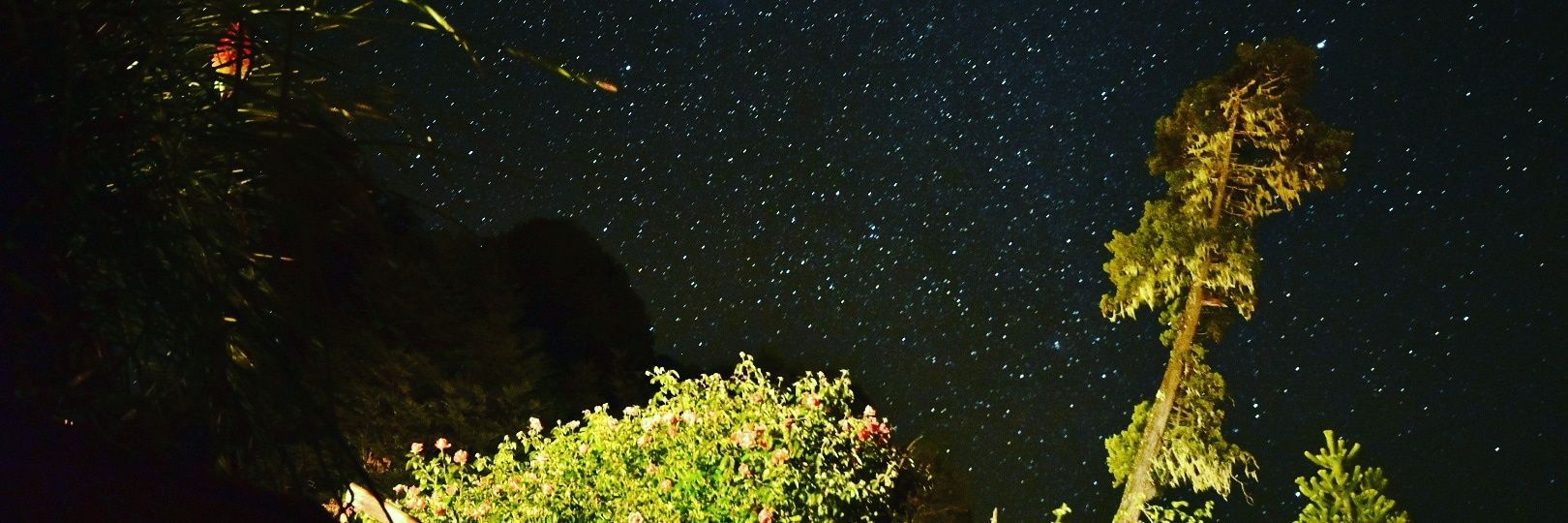 ferticidio's profile banner image