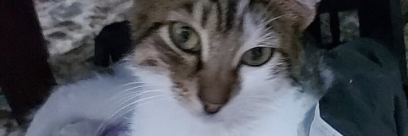 Bastet🐾🐈‍⬛👑🍀🐞's banner