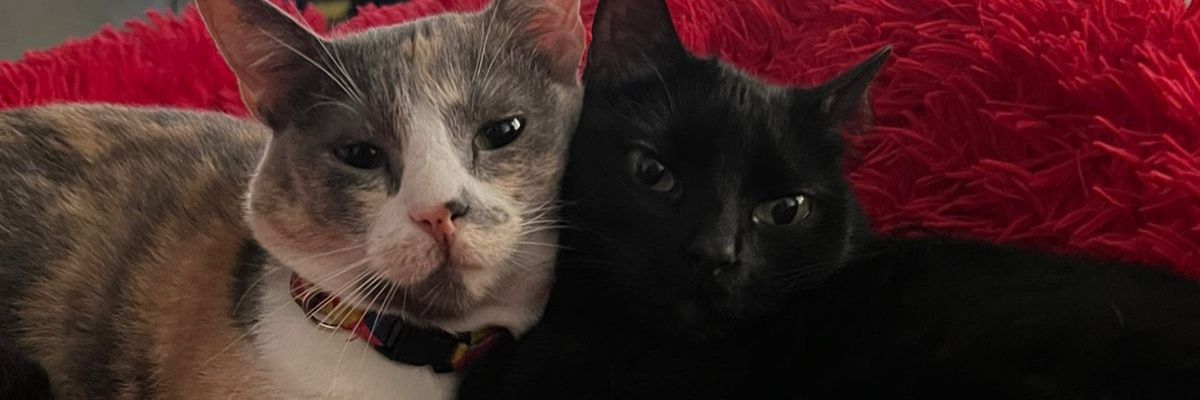 ༒☬Liα☬༒ banner