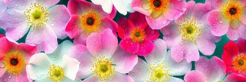 nanaluvGD's profile banner image