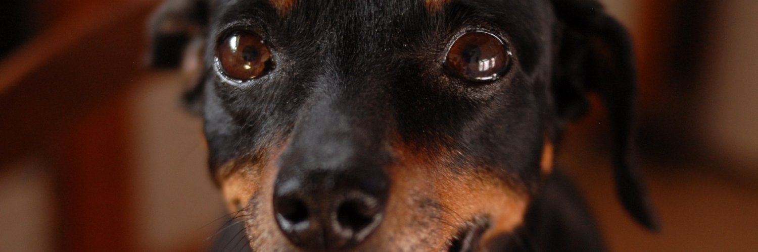 Dulcinearotta's profile banner image