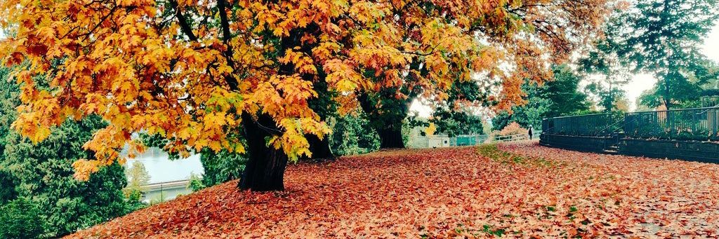 しま🇨🇦 👶🏻🐘5yo & 🎀8m banner