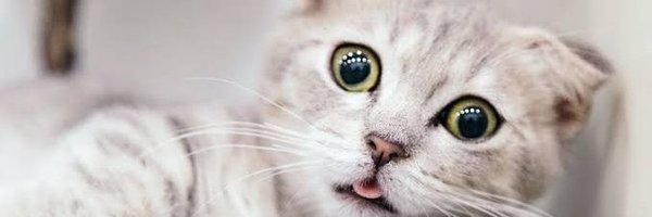ELeeyalin's profile banner image