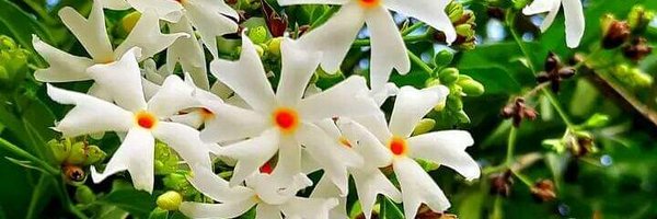 ManishG57363329 Profile Banner