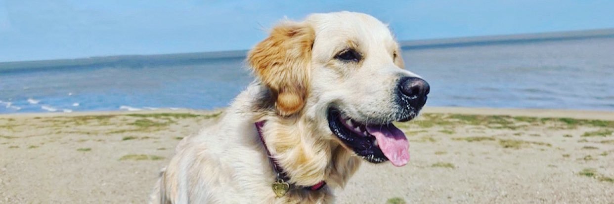 BethanieWatts's profile banner image