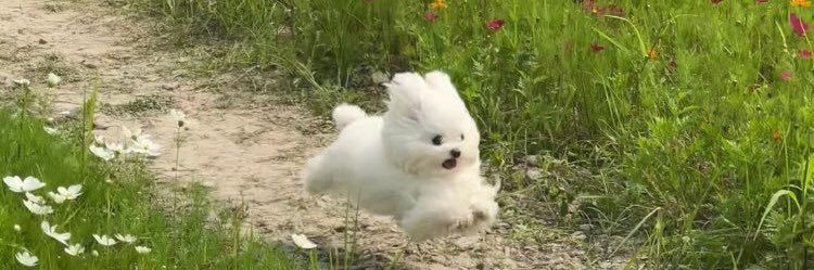 chubby 🍅 banner