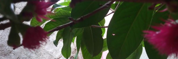 JanuReddy123 Profile Banner