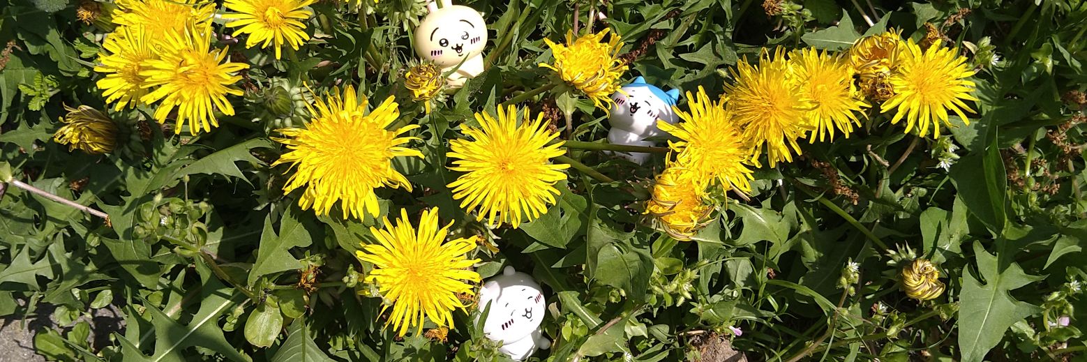 はろん＠ちいかわ＆ナガノ先生🌱5年生🌱 banner