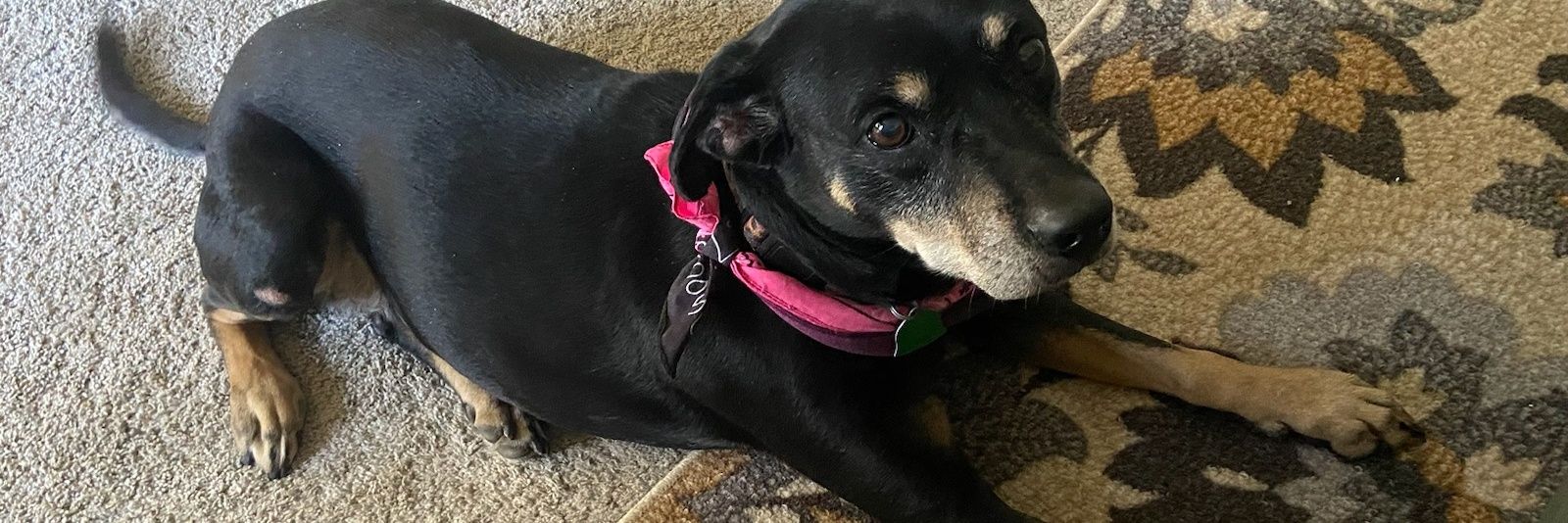 Tomislav Simich banner