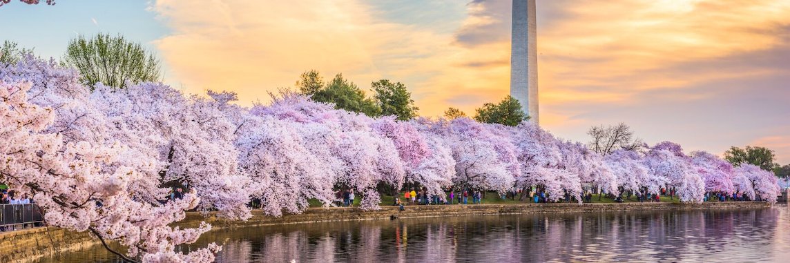 CowLivesMatter banner