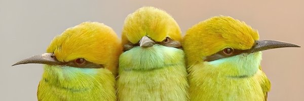 PazyBirds Profile Banner