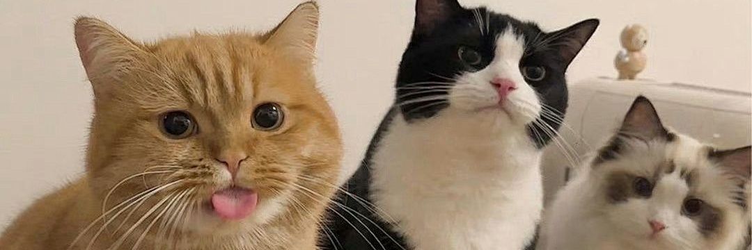 ACuriousCat6's profile banner image
