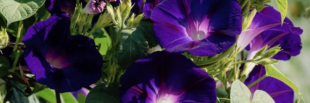 Rene Hendrix banner
