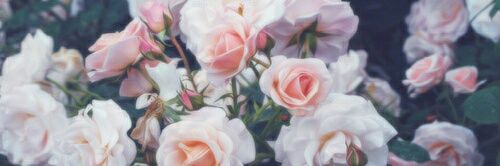 danielle_haydon's profile banner image