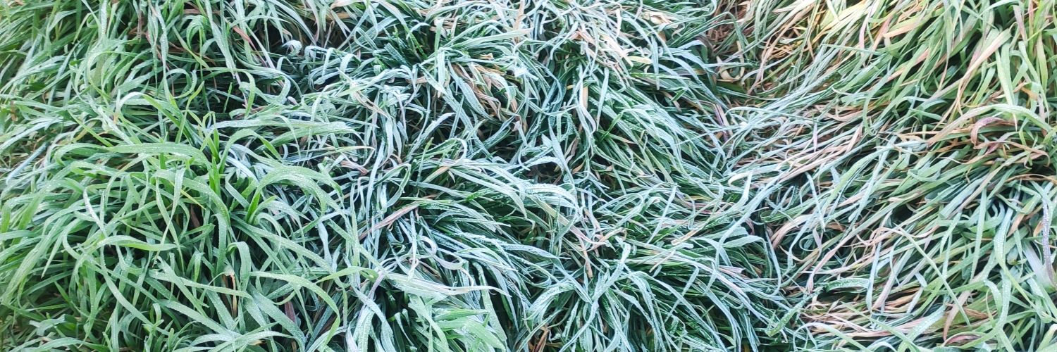 Crypto Newbie banner