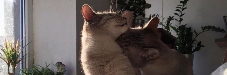 🏳️‍🌈 banner