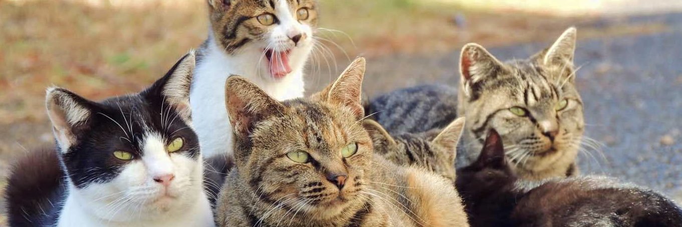 InfiniteGatos's banner