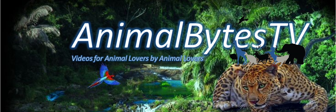 AnimalBytesTV's profile banner image