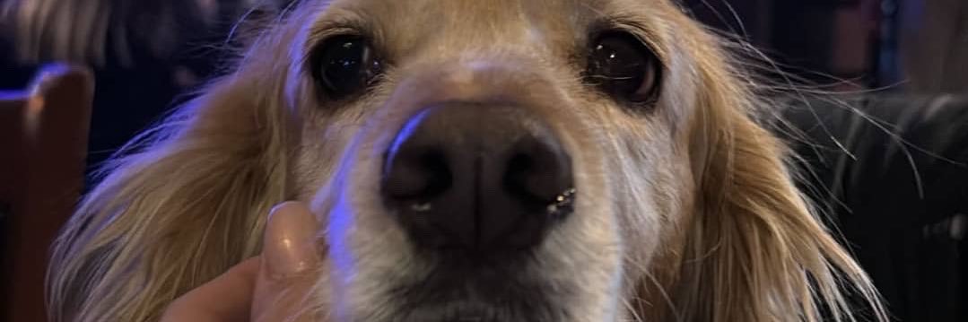 crysteaal's profile banner image