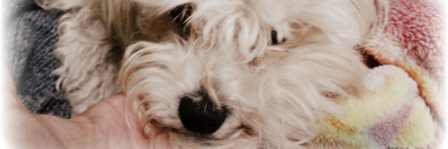 yannitas's profile banner image