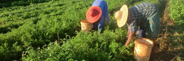 FauziatuAhmed Profile Banner