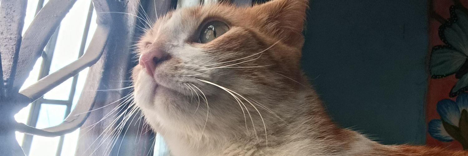 blissssxgr's profile banner image