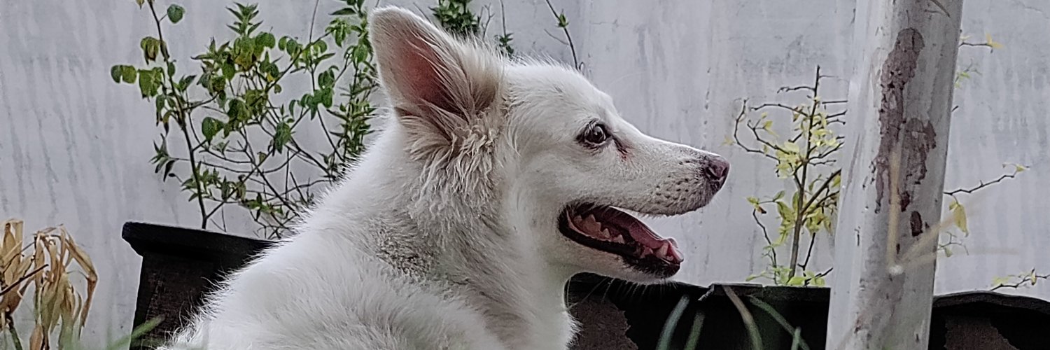 _dikiee's profile banner image