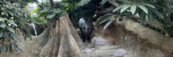 4d_taro Profile Banner