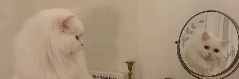 Ima(꧁IP꧂)(💙,🧡)🐐 .fuel❤️ Memecoin🚀DAOBase(Ø,G) banner