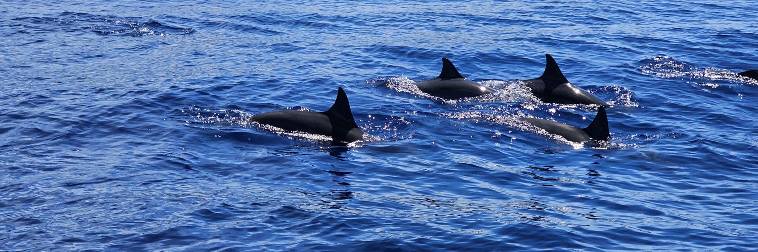 ぴーちゃん banner