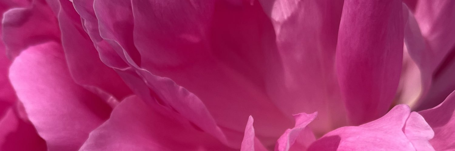 Kitten banner