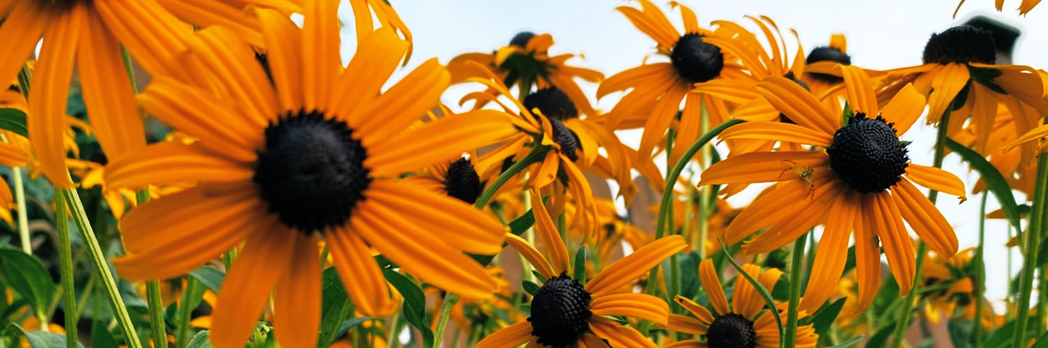 tashess_'s profile banner image