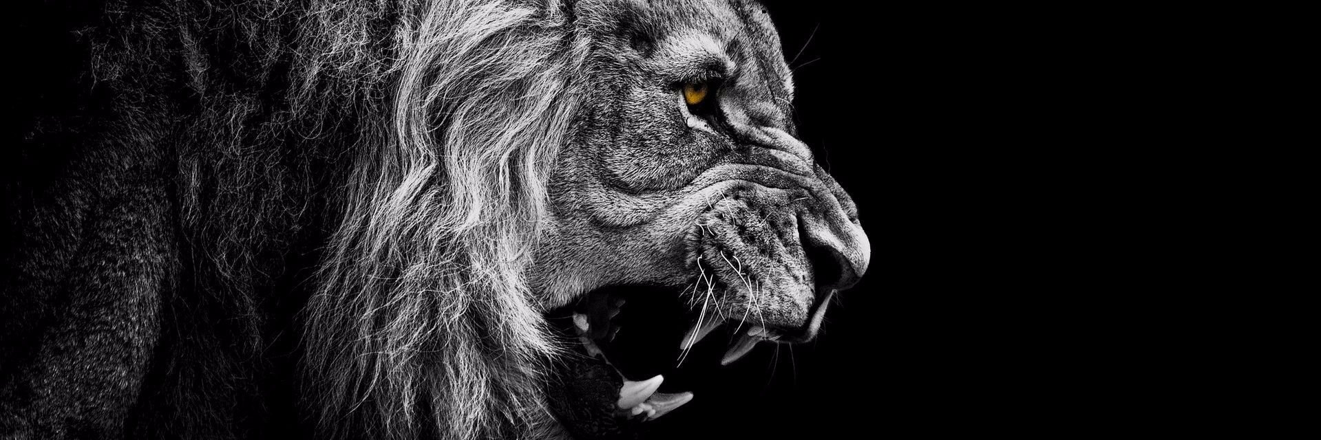 berkaslaan's profile banner image