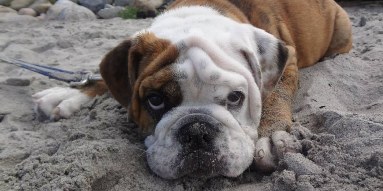 TurkBulldog's profile banner image