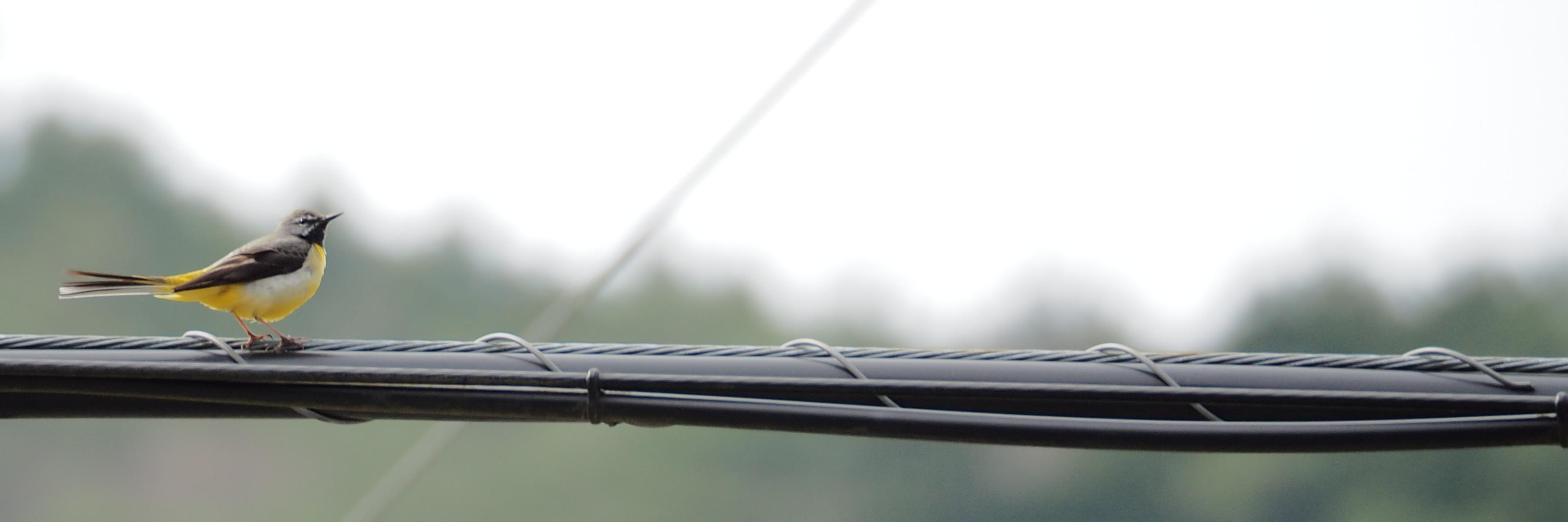 mixpeach's profile banner image