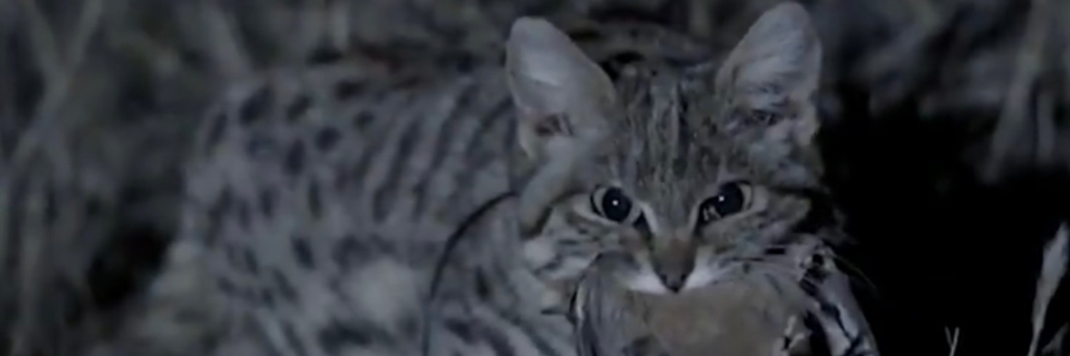 Dr. Karl, PhD, TND banner