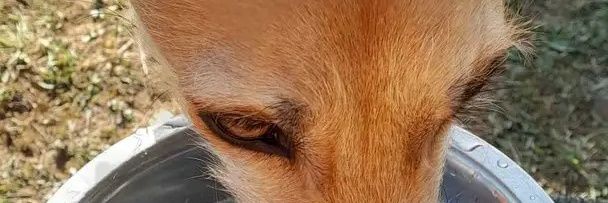 SpecialDogs EGLR@18's banner