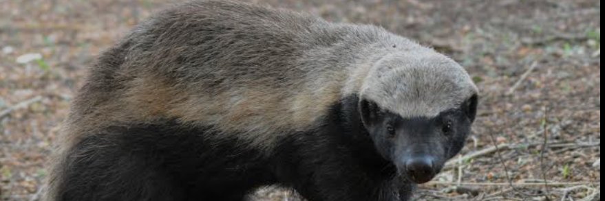 GREATNESS Onílẹ̀ Ajẹ́ banner