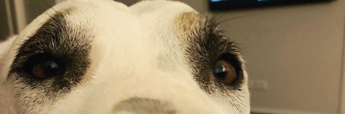 DaisyDog banner