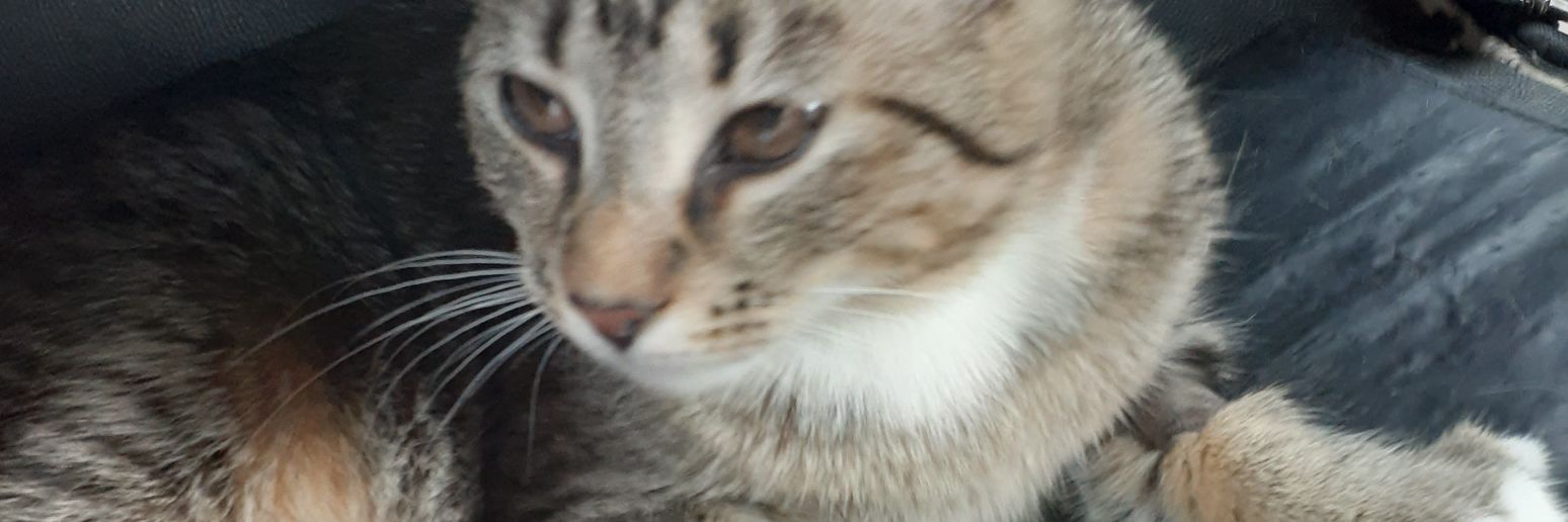 vaxystean's profile banner image